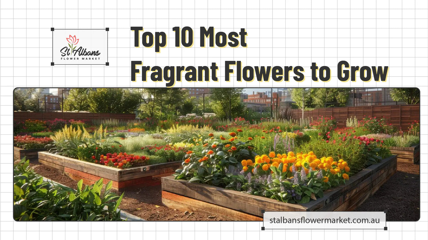 Top 10 Most Fragrant Flowers to Grow in Melbourne Gardens - 2024 Guide
